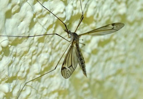 Réf. 150 441 : Tipula sp.