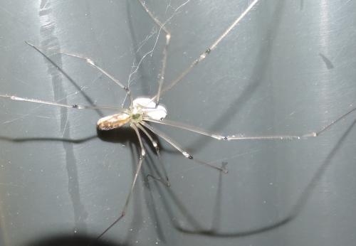 Réf. 150 573 : Pholcus phalangioides