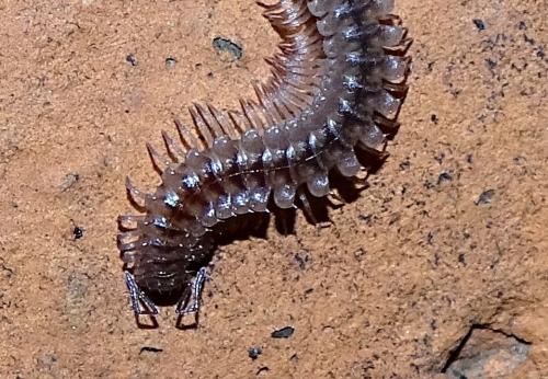 Réf. 150 771 : Nanogona polydesmoides