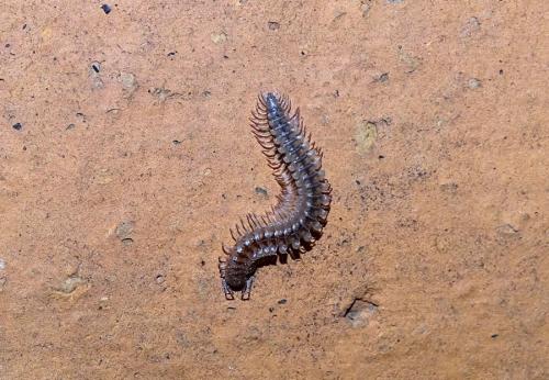Nanogona polydesmoides