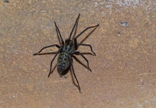 Eratigena atrica