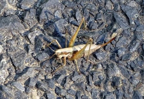 Réf. 150 628 : Yersinella raymondii
