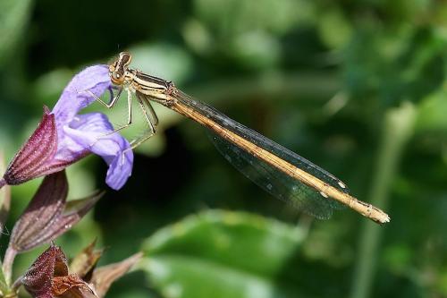 Réf. 150 675 : Platycnemis acutipennis
