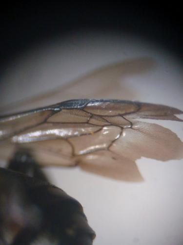 Epeolus fallax