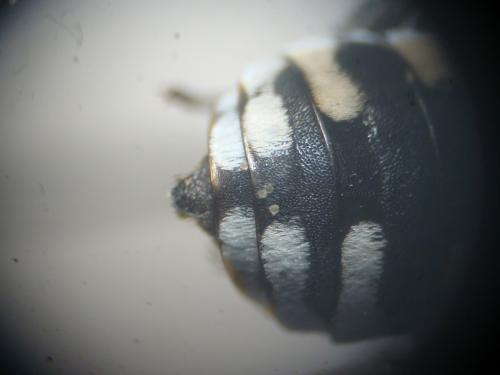 Réf. 150 965 : Epeolus fallax