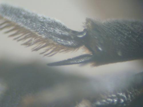 Epeolus fallax