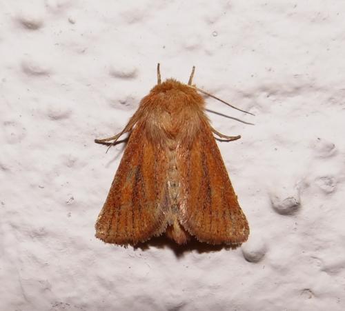Réf. 150 350 : Denticucullus pygmina