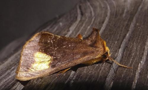 Diachrysia chryson
