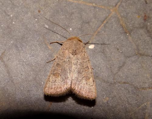 Réf. 150 838 : Hoplodrina sp.