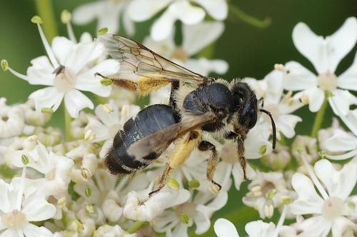 Réf. 150 623 : Andrena sp.