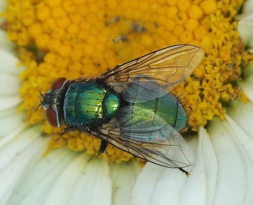 Réf. 150 854 : Lucilia sericata