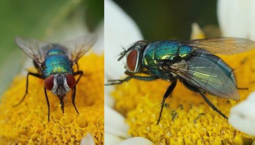 Lucilia sericata