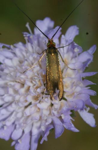 Réf. 150 045 : Nemophora metallica