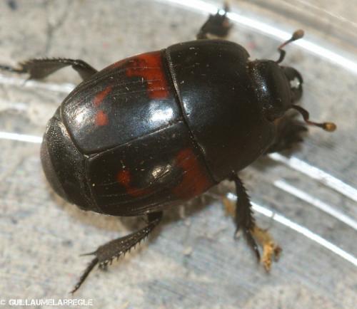 Hister quadrimaculatus