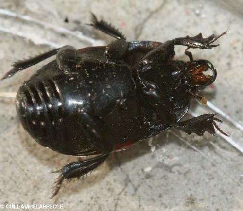 Hister quadrimaculatus