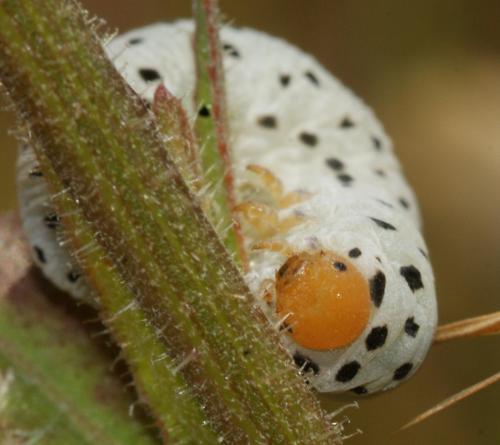 Réf. 150 113 : Cephaledo sp.