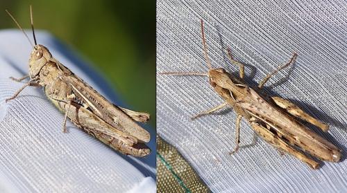 Chorthippus sp.