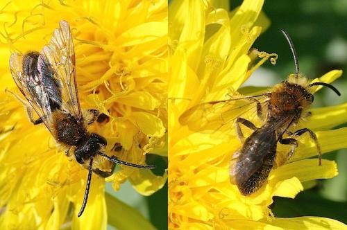 Andrena sp.
