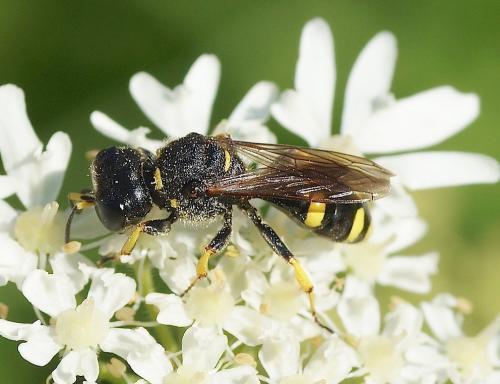Réf. 150 753 : Ectemnius continuus punctatus
