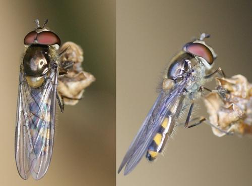 Meliscaeva auricollis