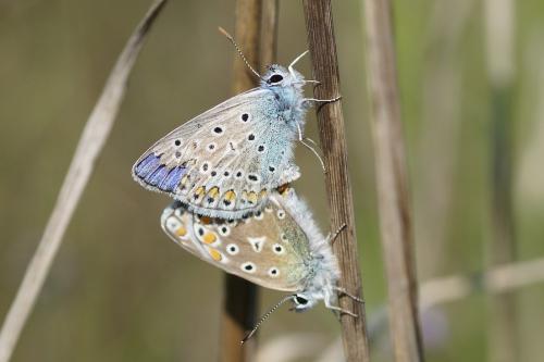 Polyommatus icarus