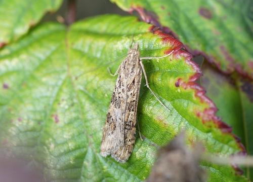 Nomophila noctuella