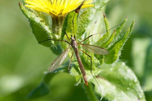 Tipula paludosa