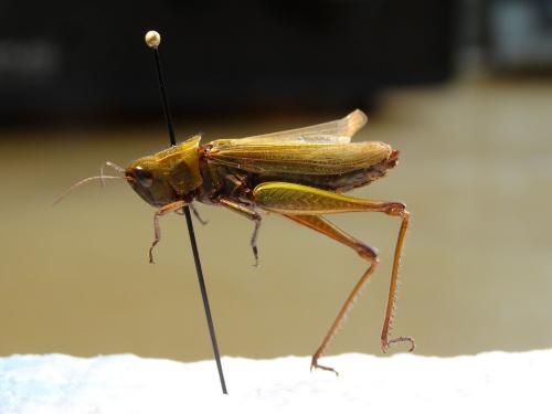 Chorthippus dorsatus dorsatus