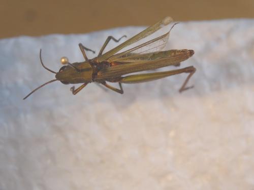 Chorthippus dorsatus dorsatus