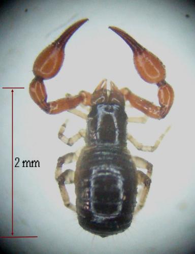 Neobisium sp.
