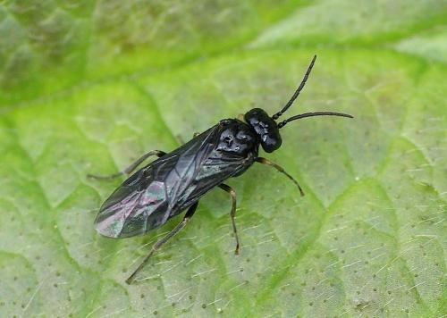 Réf. 150 883 : Endelomyia aethiops
