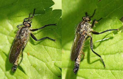 Didysmachus picipes