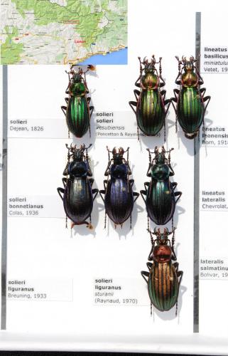 Réf. 150 017 : Carabus solieri solieri