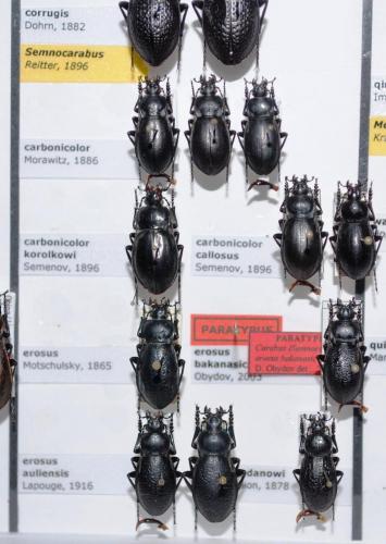 Réf. 150 032 : Carabus divers