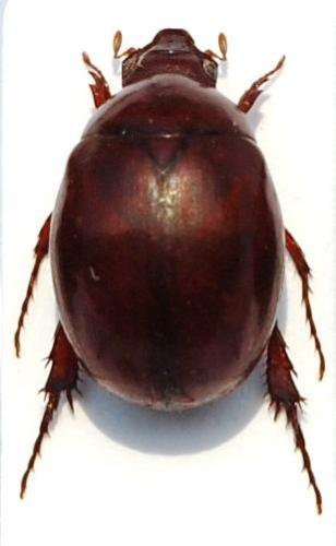 Réf. 150 636 : Trochalus sp.