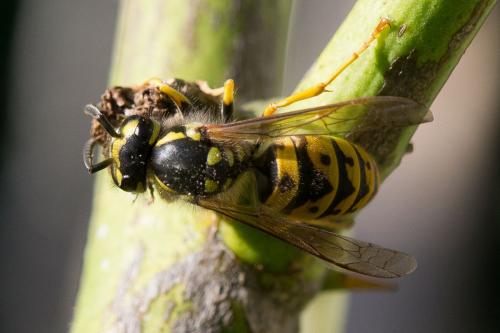 Vespula germanica