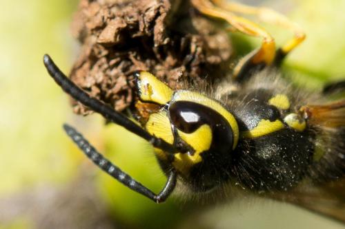 Vespula germanica