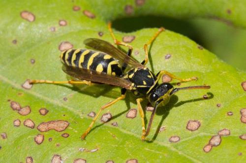 Polistes sp.