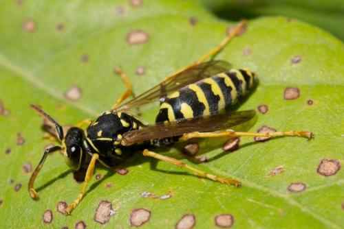 Polistes sp.