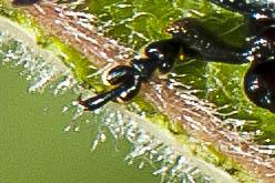 Chrysomela populi