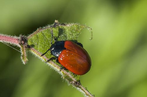 Chrysomela populi
