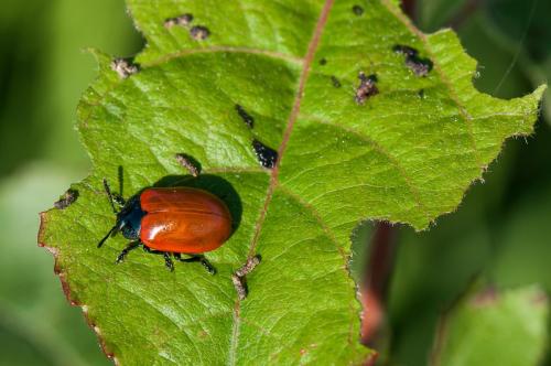 Chrysomela populi