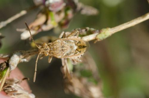 Stictopleurus sp.