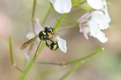 Eumenes sp.