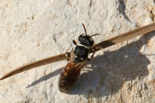 Réf. 150 295 : Hylaeus meridionalis