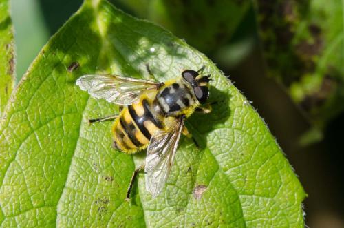 Myathropa florea