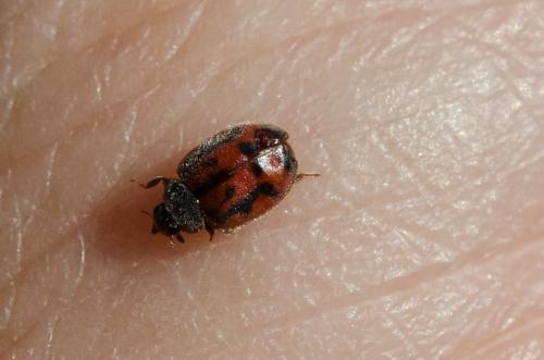 Réf. 150 671 : Novius cruentatus