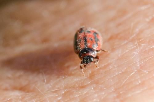 Réf. 150 673 : Novius cruentatus