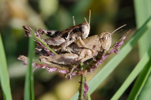 Pezotettix giornae