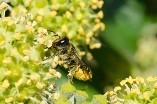 Réf. 150 667 : Megachile centuncularis